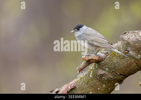 La casquette noire eurasienne (Sylvia atricapilla) Banque D'Images