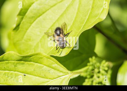 Une abeille minière (Andrena sp.) Reposant sur une feuille dans Richmond Park, Surrey Banque D'Images