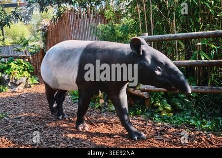 Lyon, France - 12 mai 2026 : un tapir malaisien marchant à travers une enceinte paysagée avec des clôtures en bois et du bambou au Zoo de Lyon Banque D'Images