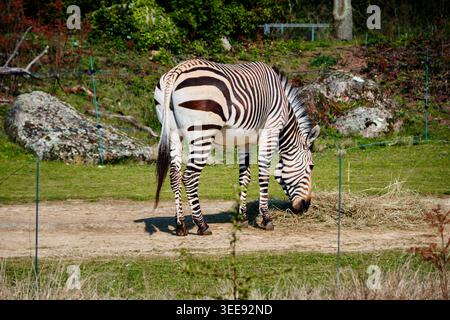 Lyon, France - 12 mai 2026 : un zèbre paissant sur du foin dans son enclos verdoyant paysagé au Zoo de Lyon dans le Parc de la tête d'Or Banque D'Images