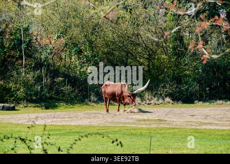 Lyon, France - 12 mai 2026 : des bovins Ankole-Watusi à longues cornes se nourrissent dans un vaste enclos vert au Zoo de Lyon. Banque D'Images