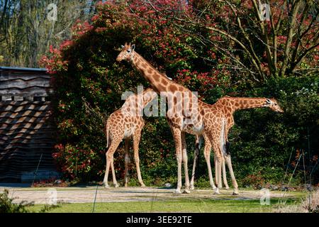Lyon, France - 12 mai 2026 : groupe de girafes dans leur enclos avec une végétation luxuriante et une architecture moderne en bois au Zoo de Lyon. Banque D'Images