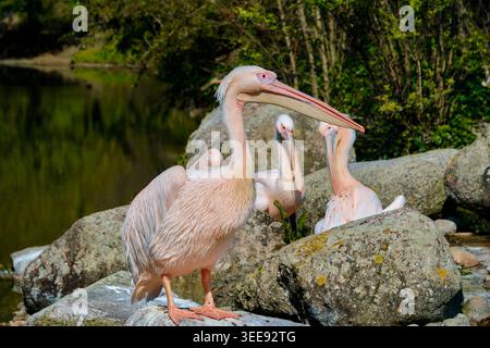 Lyon, France - 12 mai 2026 : grands pélicans blancs reposant sur des rochers au bord de l'eau au Zoo de Lyon dans le Parc de la tête d'Or Banque D'Images