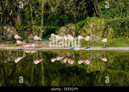 Lyon, France - 12 mai 2026 : troupeau de flamants roses reposant au bord de l'eau avec des reflets clairs au Zoo de Lyon dans le Parc de la tête d'Or Banque D'Images