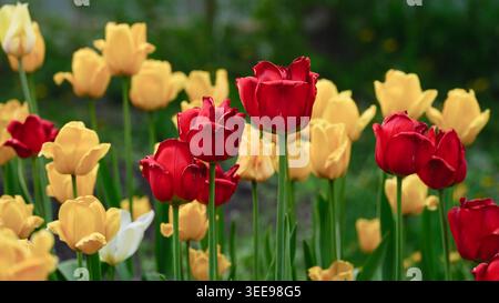 Un groupe de tulipes rouges et jaunes qui s'estompent dans un jardin, montrant des signes naturels de flétrissement avec des bords de pétales recourbés et asséchants à la fin du printemps. Banque D'Images