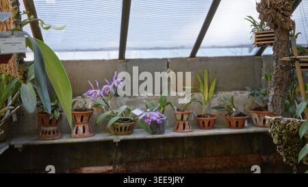 Rangée de pots en terre cuite et orchidées sur une étagère avec bokeh défocalisé peu profond à l'intérieur ; fond plaque arrière copyspace calme. Banque D'Images