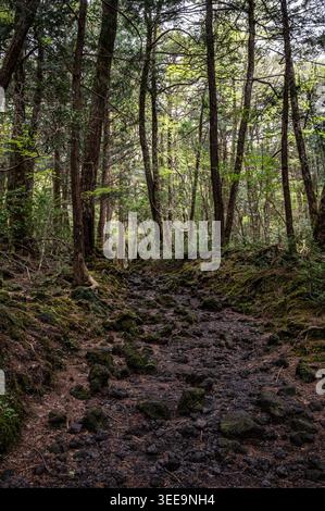 Sentier forestier rocheux à Aokigahara, Japon, avec de grands arbres, des pierres couvertes de mousse et la lumière du soleil filtrant à travers un feuillage dense. Banque D'Images