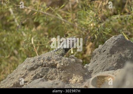 Gros plan d'un lézard tacheté reposant sur une roche volcanique déchiquetée avec des arbustes verts à flou doux en arrière-plan. Banque D'Images