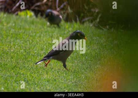 Myna commun (Acridotheres tristis) marchant sur l'herbe avec un deuxième individu en arrière-plan, côte de la mer Rouge, Égypte Banque D'Images