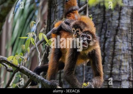Singe araignée de Geoffroy, Ateles geoffroyi, mère et nourrisson dans la canopée de la forêt tropicale, Matapalo, péninsule d'Osa, Costa Rica Banque D'Images