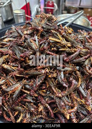 Sauterelles frites à vendre sur un marché nocturne de Shenyang, Chine prise le 21 mars 2026. Photo de Francis Specker Banque D'Images