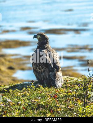 Jeune aigle à queue blanche Haliaeetus albicilla debout sur de l'herbe avec des rivages et des plates-formes de marée en arrière-plan dans les îles Lofoten du nord de la Norvège, photo Banque D'Images