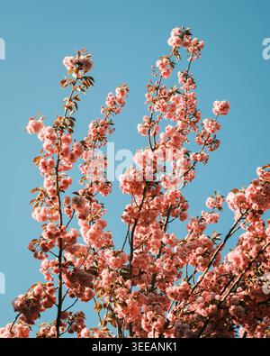 Un arbre en fleurs de cerisier avec des fleurs roses à Cape May, New Jersey Banque D'Images