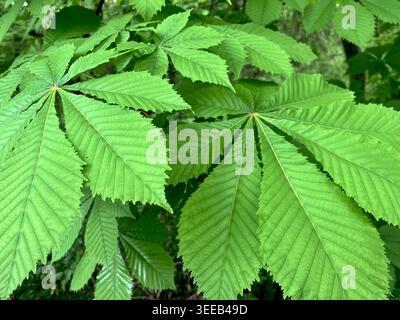 European Horse Chestnut ou Aesculus hippocastanum nouvelles feuilles au printemps, en Europe du Sud-est, dans les Balkans Banque D'Images