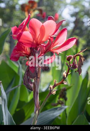 Baigné dans le doux éclat du matin, un vibrant Canna Lily atteint le haut, ses pétales translucides brillent d'un éclat délicat et ardent. Le bloo Banque D'Images