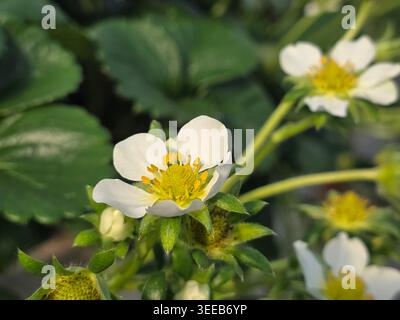 Gros plan de fleurs de fraise Fragaria en fleurs, pétales blancs avec étamines jaune vif entourées de feuilles vertes. Banque D'Images