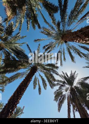 Vue en angle bas de plusieurs palmiers dattiers avec des frondes vertes atteignant un ciel bleu clair, prise à Médine, Arabie Saoudite. Banque D'Images