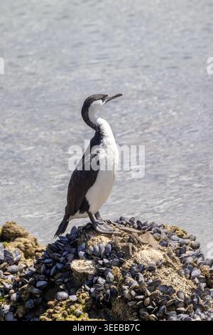 Cormoran à face noire, Phalacrocorax fuscescens, également connu sous le nom de shag à face noire. Vue ici sur des roches couvertes d'amussel dans le sud de la Tasmanie, Australie Banque D'Images