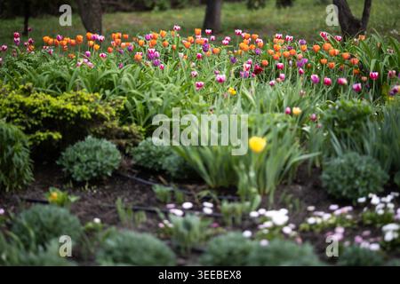 Tulipes colorées éclatantes, orange rose et violettes mélangées à un feuillage vert frais poussant dans un beau lit de fleurs de jardin printanier avec un flou doux Banque D'Images