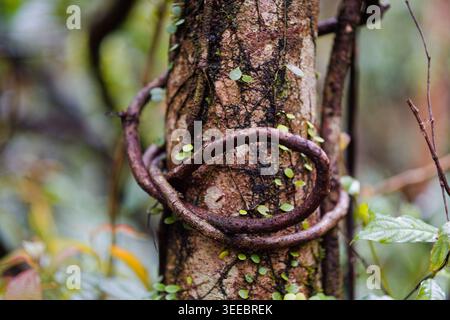 Gros plan d'une vigne en boucle autour d'un tronc d'arbre moussue après la pluie, avec de minuscules feuilles vertes dispersées sur l'écorce et un fond de forêt bokeh luxuriante. Banque D'Images