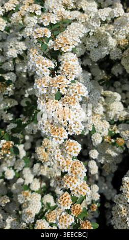 Des grappes complexes de petites fleurs blanches et crème recouvrent densément les branches minces d'un arbuste Vanhoutte spirea dans un jardin printanier vibrant Banque D'Images