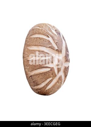 Un champignon shiitake est isolé sur fond blanc avec chemin de découpage. Banque D'Images