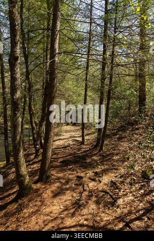 Sentier de randonnée dans les bois près de Laurel Run dans la zone de loisirs de Seven Tubs, Wilkes-barre, Pennsylvanie, avec un chemin ombragé à travers une forêt naturelle. Banque D'Images