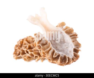 Champignon Morel isolé sur fond blanc. Morchella esculenta. Champignons comestibles printaniers. Masque Banque D'Images