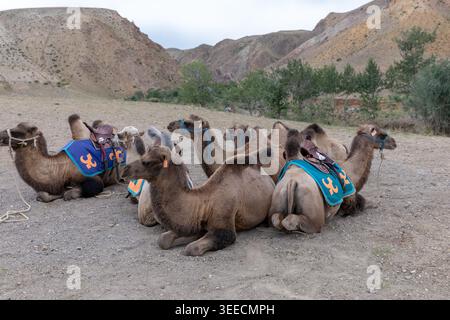 Groupe de chameaux bactriens domestiqués reposant sur du gravier avec des selles colorées et des brides dans une vallée de montagne sèche près de Dunhuang, province de Gansu, Chin Banque D'Images