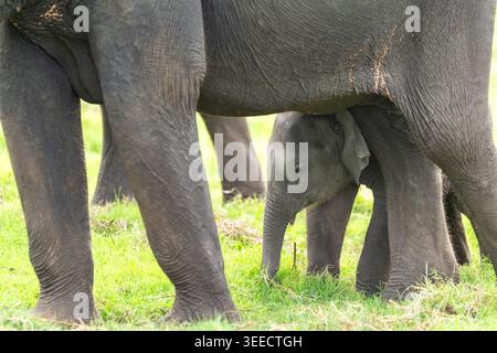 Bébé éléphant se tient sous sa mère pour la protection au Sri Lanka Banque D'Images