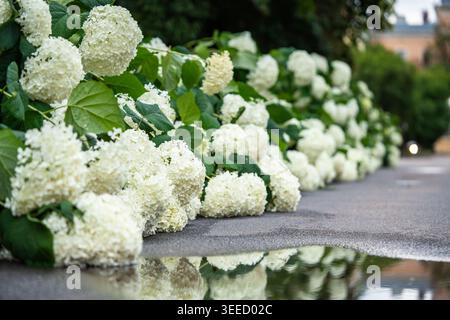 Hortensia fleurit sur le sol après la pluie avec des buissons à proximité et flaque d'eau sur la surface du sol humide Banque D'Images