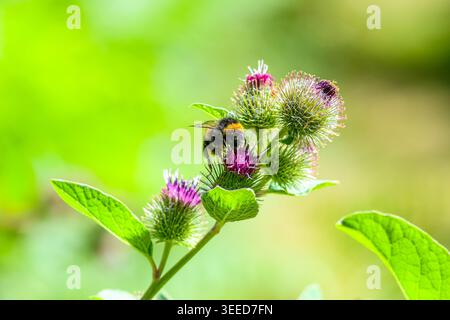 Bourdon à queue de chamois buff butinant sur les fleurs de bardane Banque D'Images