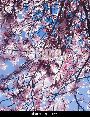 Vue en bas angle des délicates fleurs de cerisier roses rétroéclairées par la lumière du soleil scintillante et un ciel bleu printanier Banque D'Images