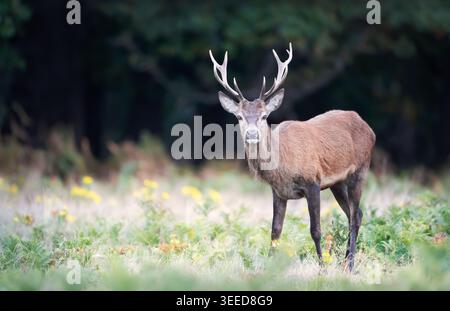 Cerf de cerf rouge mâle sauvage (Cervus elaphus) debout dans une prairie, Royaume-Uni. Banque D'Images