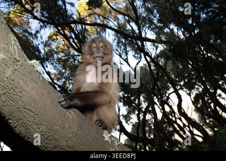 Un singe juvénile Gelada (Theropithecus gelada) est perché sur un tronc d'arbre dans les forêts de haute altitude de l'Éthiopie. Banque D'Images
