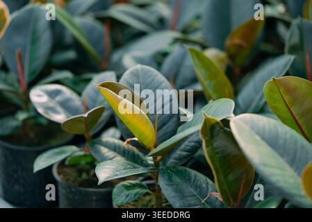 Plantes en caoutchouc Ficus elastica affichant leurs feuilles vert foncé proéminentes et leur nouvelle croissance vibrante, adaptées à la décoration de la maison, à la botanique et aux concepts de vie verte Banque D'Images