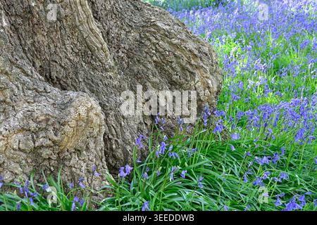 Belles fleurs de printemps bleues de Bluebells anglais, Hyacinthoides non-scripta poussant autour de la base d'un chêne au Royaume-Uni avril Banque D'Images
