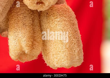Gros plan des éponges de luffa naturelles biologiques pour le bain exfoliant sur fond rouge vif avec mise au point sélective et espace de copie pour un produit respectueux de l'environnement Banque D'Images