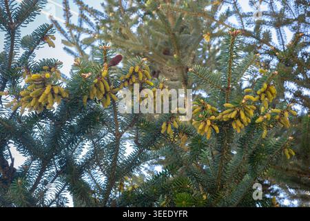 Gros plan de branches de sapin coréen avec des cônes polliniques mâles jaunes dans la forêt à feuilles persistantes du printemps Banque D'Images