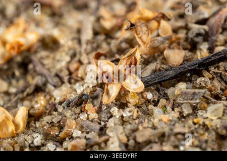 Capsules de graines séchées d'un désert non identifié annuel parmi les grains de sable grossiers, habitat côtier de la mer Rouge, Egypte. Gros plan extrême. Banque D'Images