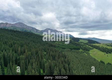 Une perspective aérienne étendue capture des forêts de pins verdoyantes qui s'étendent sur des collines ondulantes sous un ciel couvert spectaculaire Banque D'Images
