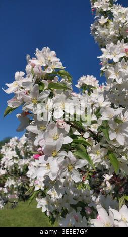 Grappe de fleurs blanches avec des centres jaunes et des bourgeons roses entourés de feuilles vertes sous un ciel bleu clair, symbolisant la fraîcheur printanière Banque D'Images