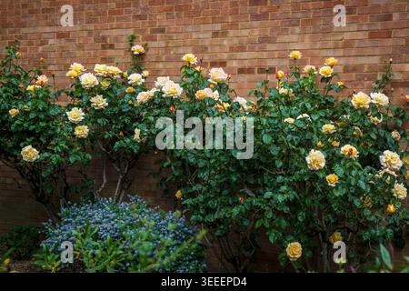 De belles roses jaunes et pêche fleurissent contre un mur de briques rouges classique dans un jardin. Ceanothus Banque D'Images
