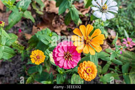 Fleurs de zinnia roses, jaunes et oranges éclatantes qui fleurissent dans un jardin d'été. Banque D'Images