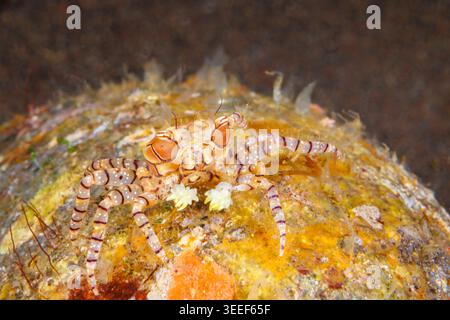 Le crabe pompon ou crabe boxeur en mosaïque, Lybia tesselata, sort de sa cachette la nuit où cette photo a été prise. Ce sont des anémones associées, Triactis Banque D'Images