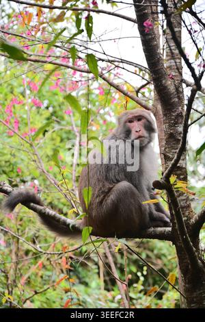 Macaque taïwanais reposant sur un tronc d'arbre avec des feuilles jaunissantes dans une forêt dense au jardin botanique Renshan, Yilan, Taiwan, pour l'étude de la faune. Banque D'Images