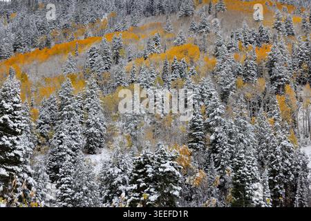 Trembles et pins couverts de neige en automne, Little Cottonwood Canyon, Wasatch Mountains, Utah Banque D'Images