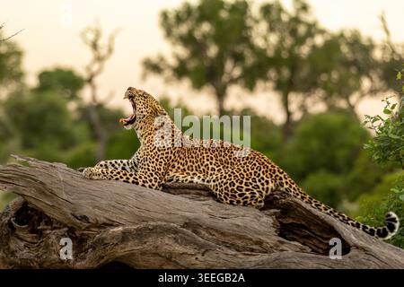 Léopard, Panthera pardus, femme. Reposant dans le sens de la longueur sur une bûche épaisse tombée avec sa bouche grande ouverte (bâillement). Banque D'Images