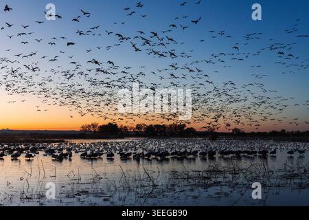 Un troupeau d'oies des neiges, Anser caerulescens, retournant dans un sanctuaire de sauvagine au crépuscule, au coucher du soleil. Banque D'Images