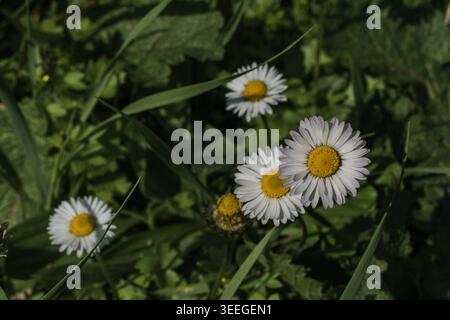 Fleurs de marguerites blanches dans un pré printanier Banque D'Images